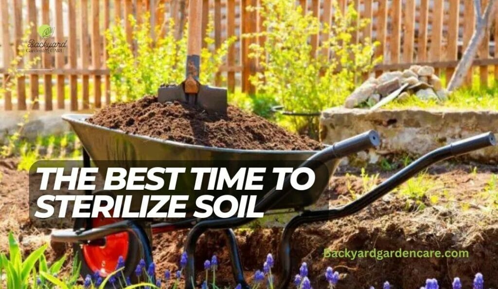 The Best Time to Sterilize Soil