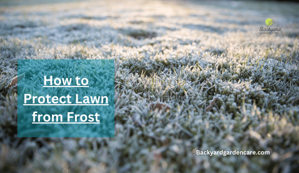 How to Protect Lawn from Frost