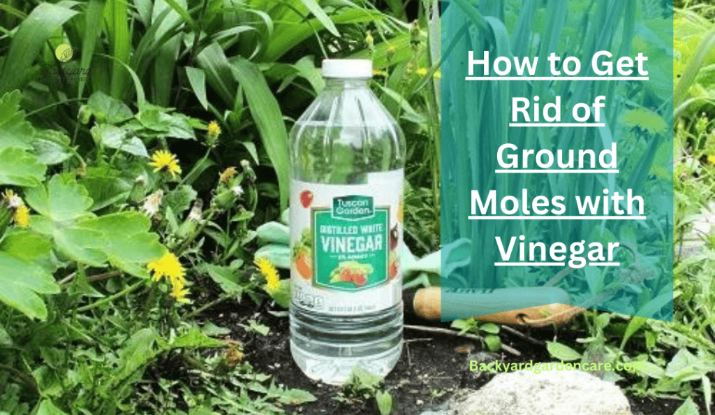 Get Rid of Ground Moles with Vinegar