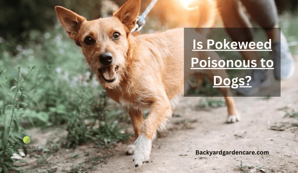 Is Pokeweed Poisonous to Dogs?