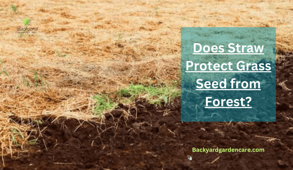 Does Straw Protect Grass Seed