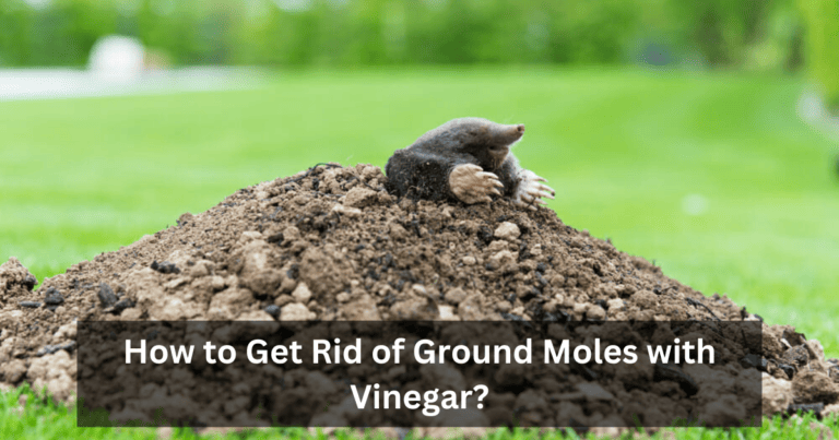 How to Get Rid of Ground Moles with Vinegar