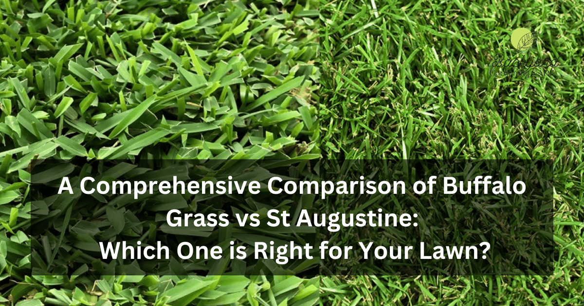 Buffalo Grass Vs St Augustine: A Comprehensive Comparison Of Which One ...