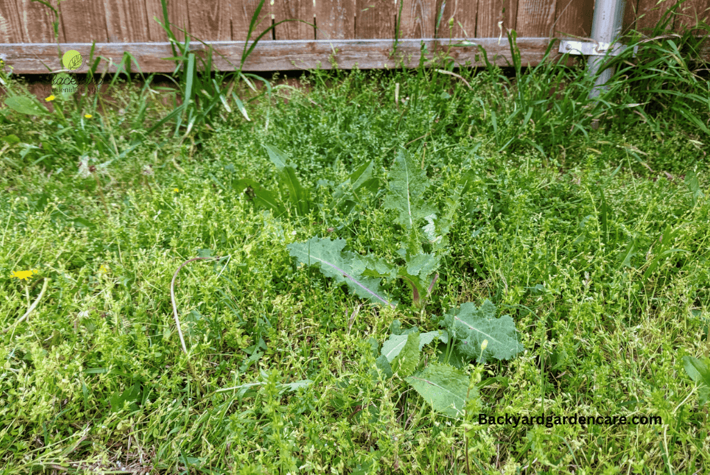 Grass Burrs And Stickers in your Yard