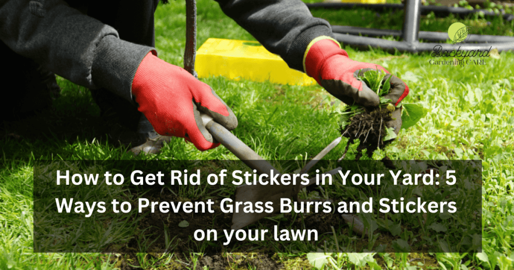 How to Get Rid of Stickers in Your Yard 5 Ways to Prevent Grass Burrs