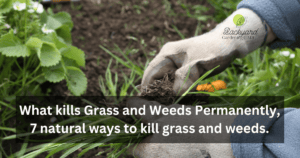 What kills Grass and Weeds Permanently, 7 natural ways to kill grass