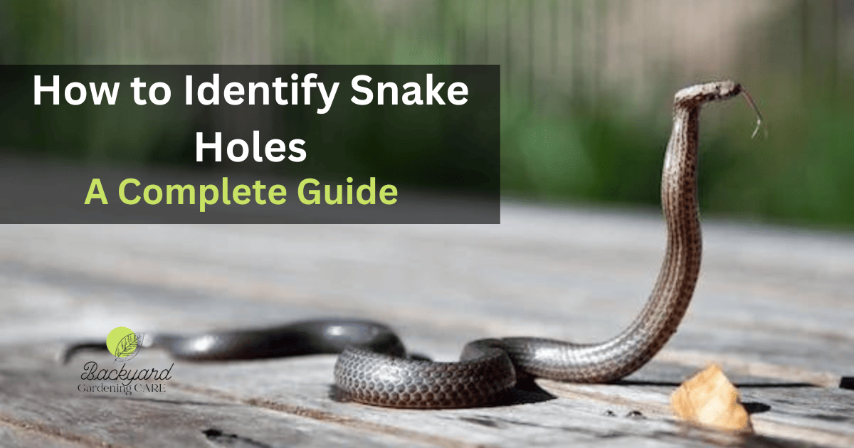 How to Identify Snake Holes: A Complete Guide with 8 Signs of Snakes in Your Yard.