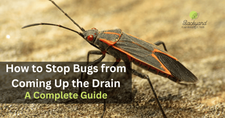 How to Stop Bugs from Coming Up the Drain? 8 Things Should do If You See Bugs Coming Up The Drain