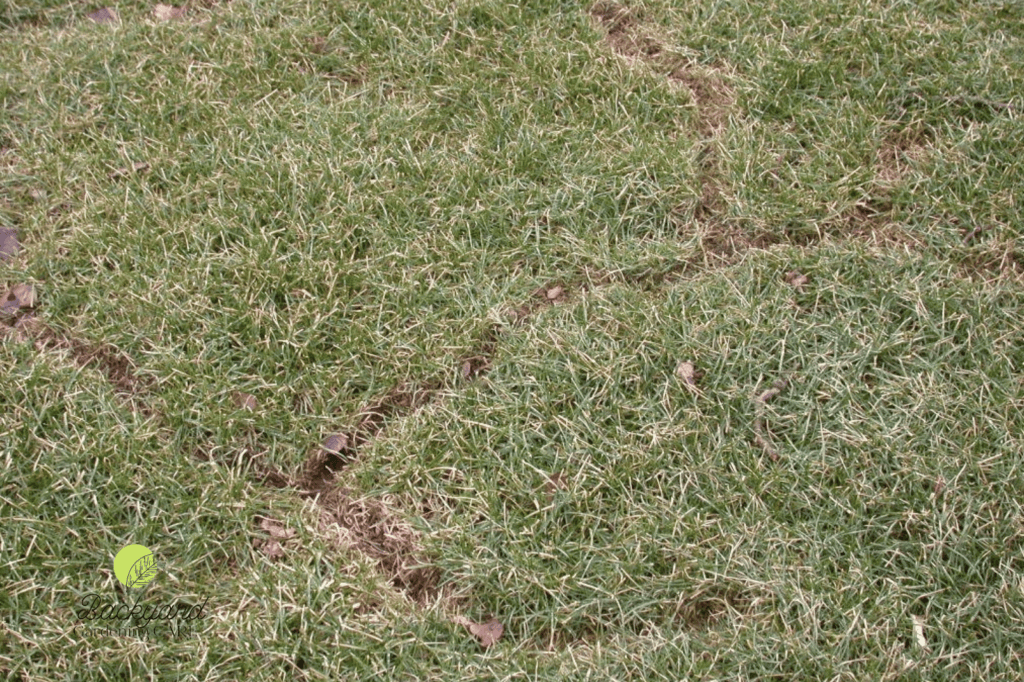 Snake Tracks in Lawn