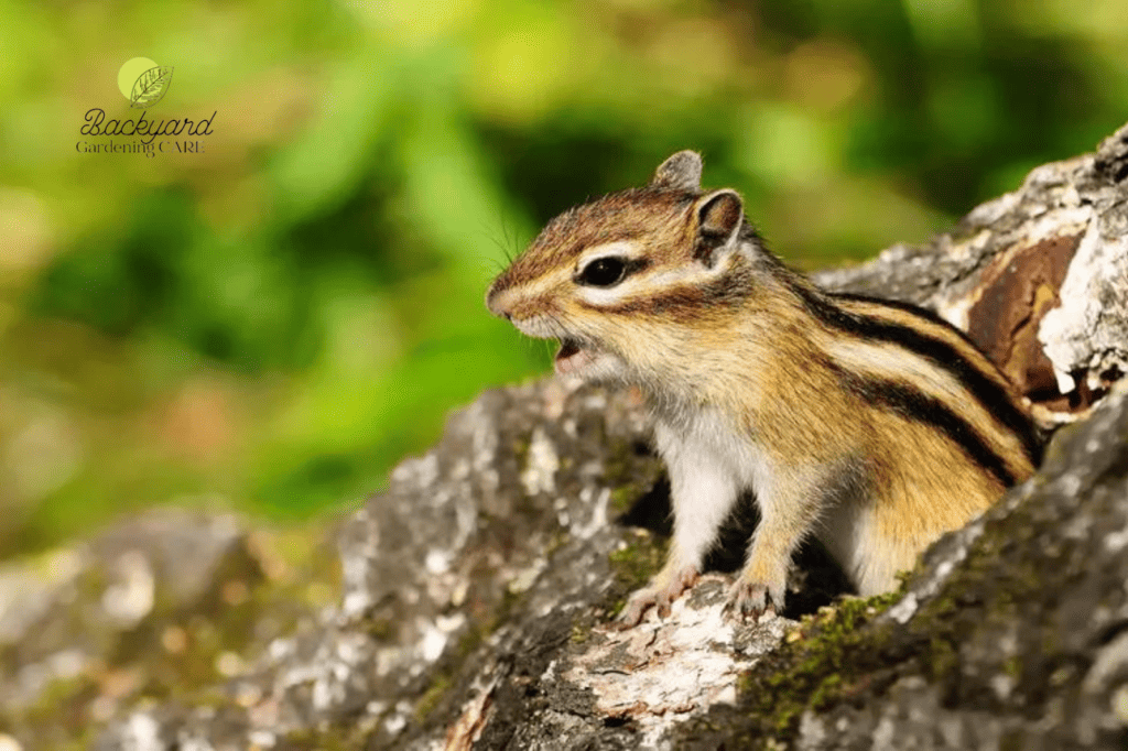 Chipmunk Holes