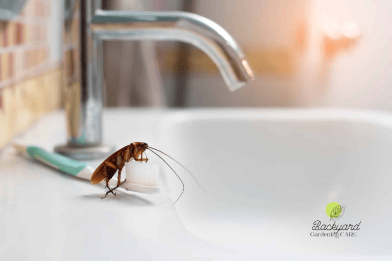 How To Stop Bugs From Coming Up The Drain 8 Things Should Do If You See Bugs Coming Up The 1095