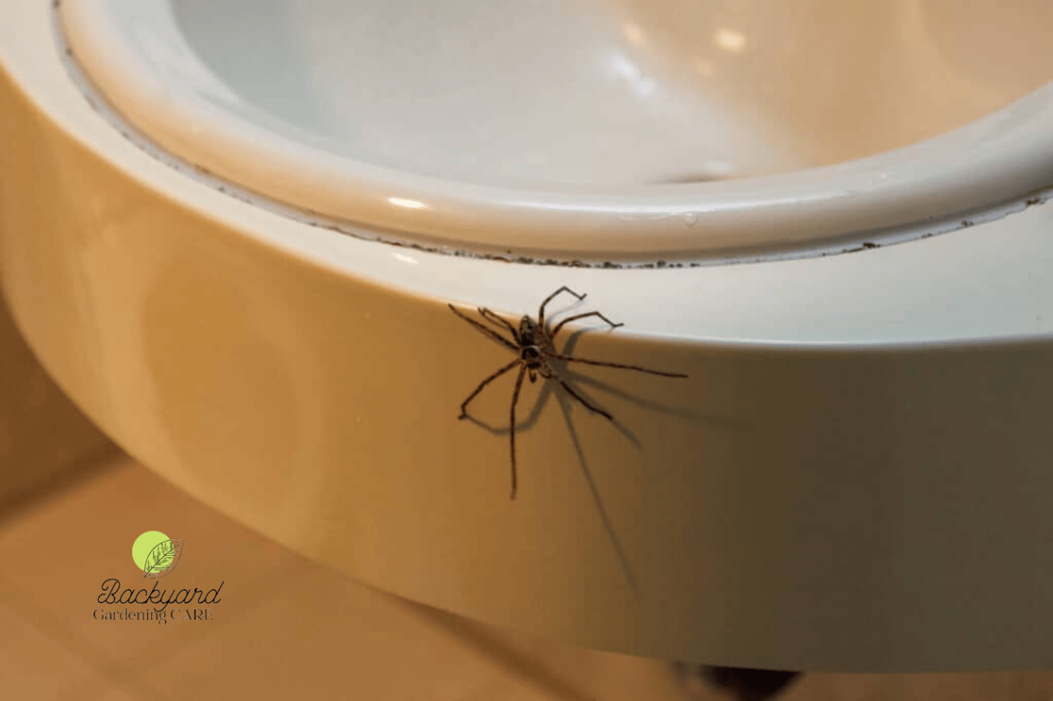 How To Stop Bugs From Coming Up The Drain 8 Things You Should Do If You See Bugs Coming Up The 5680