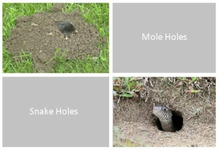 How to Identify Snake Holes A Comprehensive Guide with 8 Signs of Snakes in Your Yard