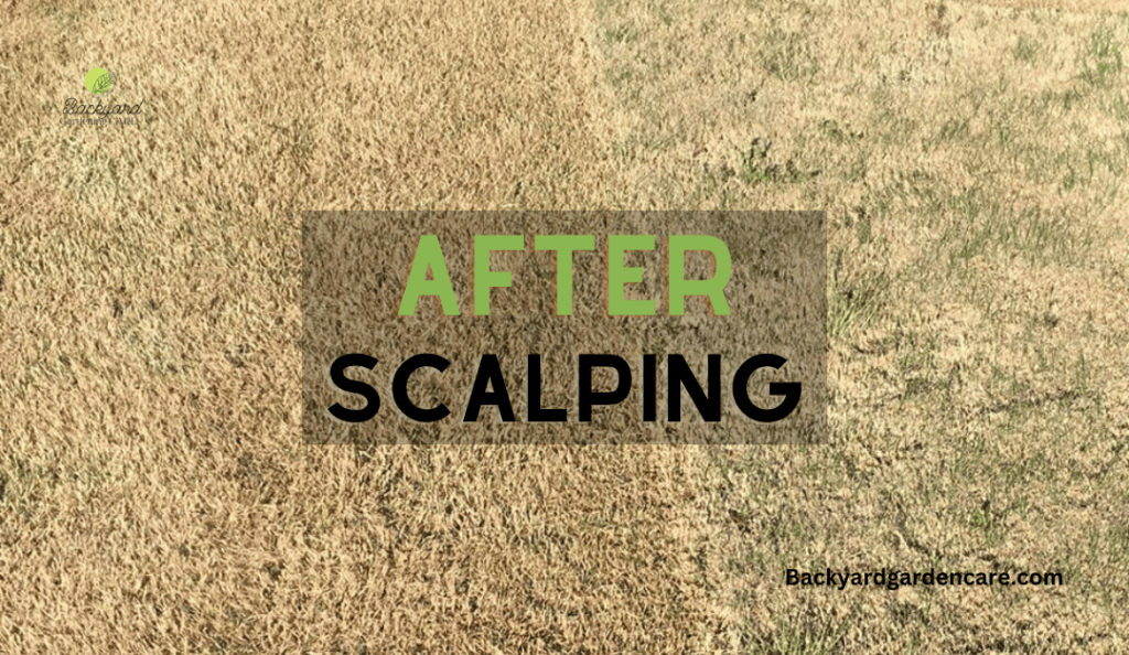 After Scalping Bermuda Grass