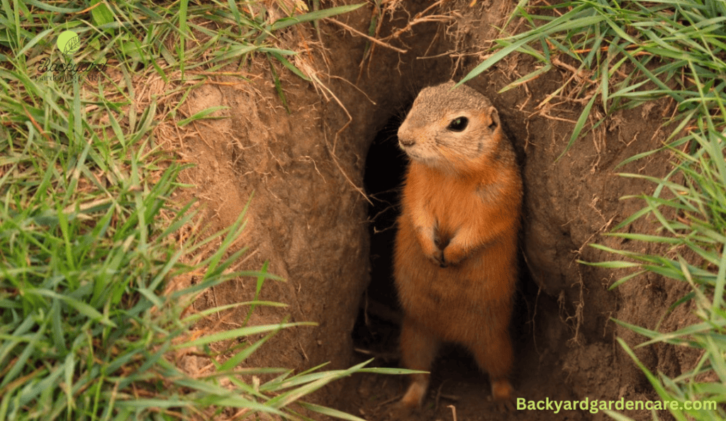 Gophers is also cause of making small holes in lawn