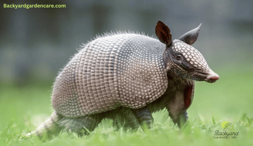 Armadillos