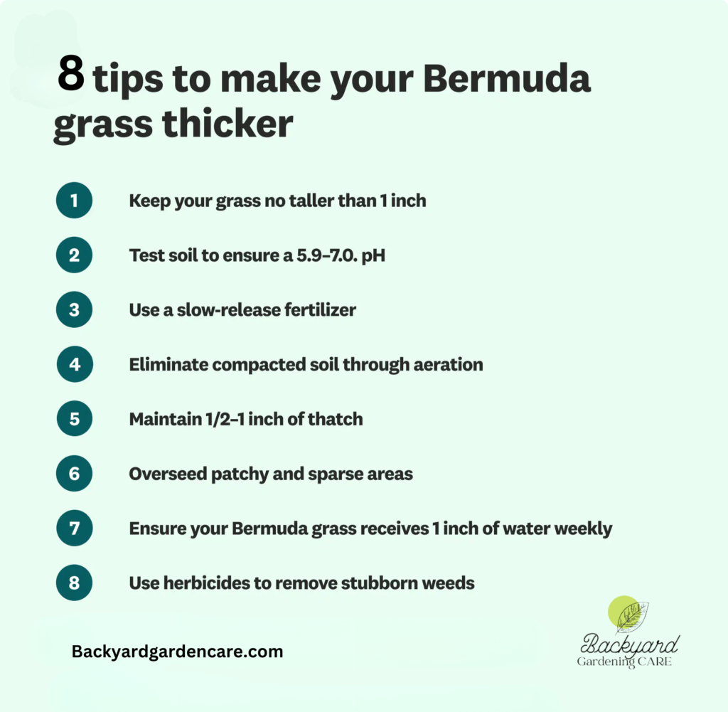 8 tips how to make bermuda grass thicker