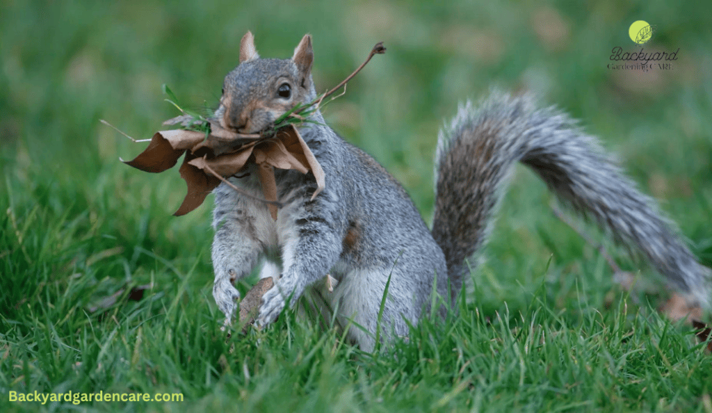 Squirrels are also cause of making small holes in lawn