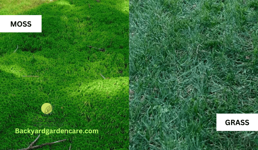 How To Tell If Your Lawn Needs Lime 7 Sure Signs And Comprehensive Guide Backyard Garden Care