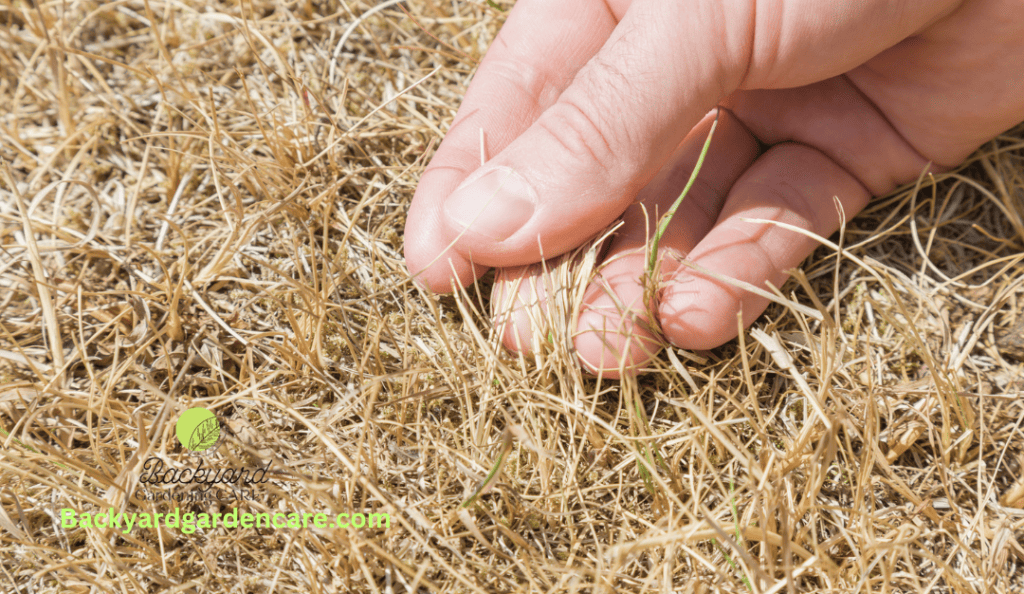 Yellow Grass: It Looks Stressed