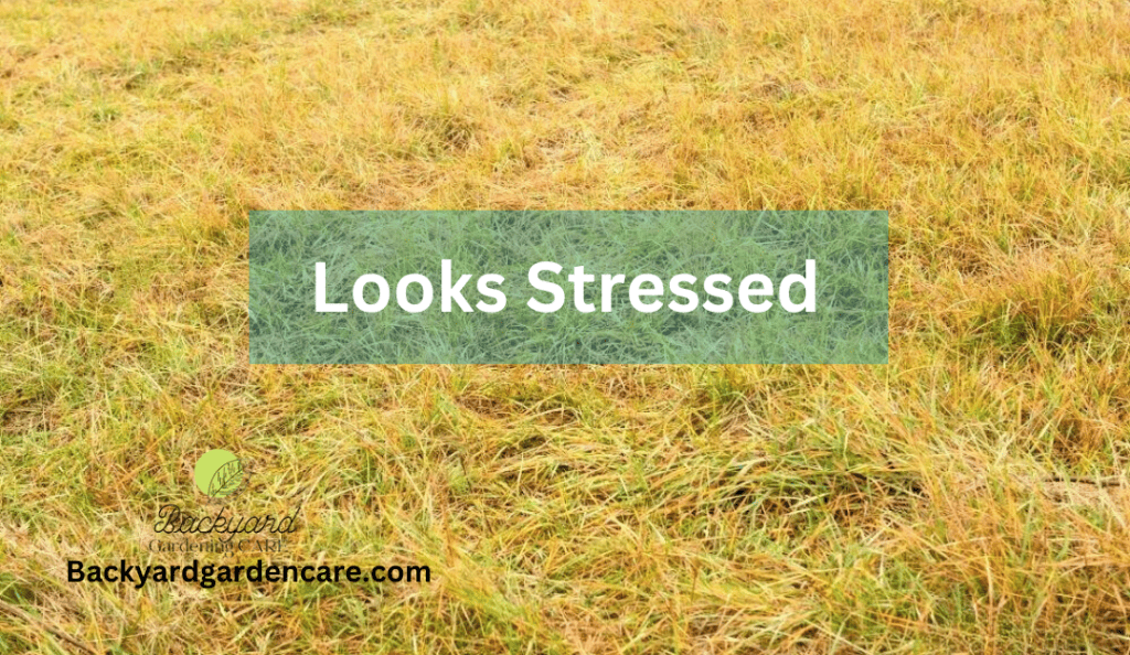 Grass Looks Stressed The Sign of Low Lime Lawn