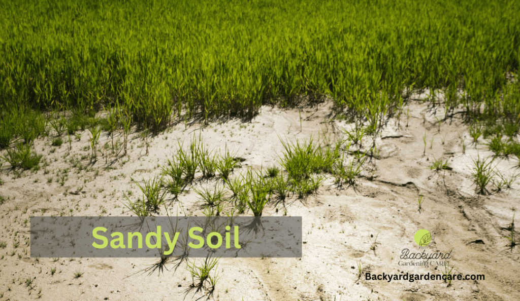 Sandy Soil