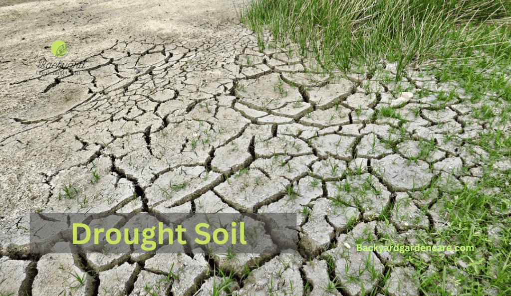 Drought Soil