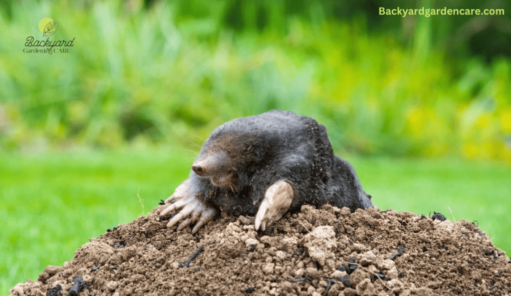 Ground Moles