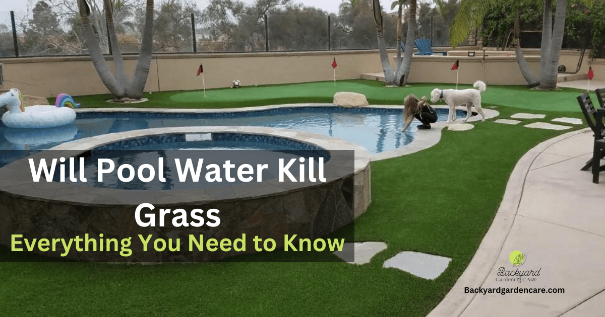 Will Pool Water Kill Grass? 3 Main Problems You Need to Know