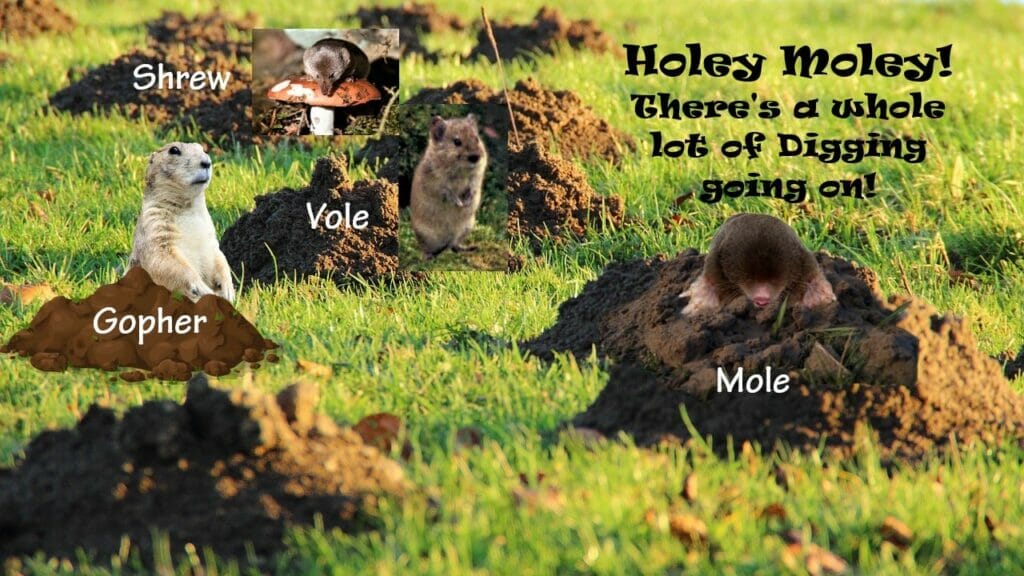 molehills with gopher shrew mole vole large Holey Moley