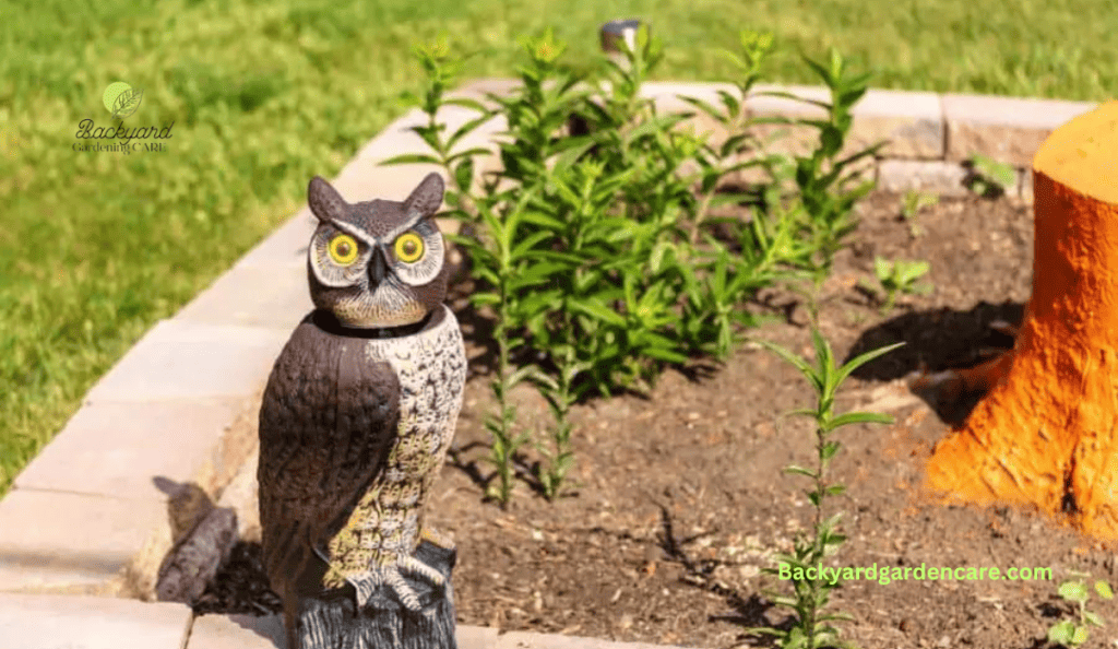 Fake Owl or Hawk to Protect Grass Seeds From Birds