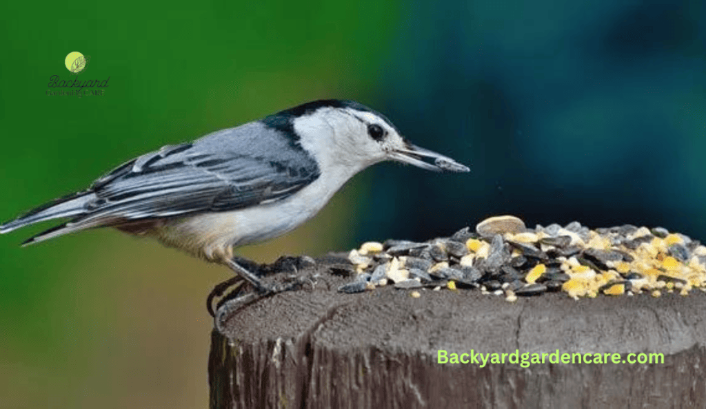 Alternative Food Sources to Distract Birds From Eating Grass Seeds