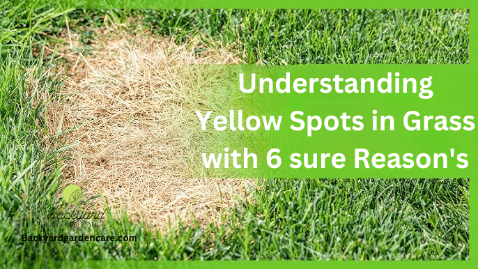 Yellow Spots in Grass with 6 Reasons