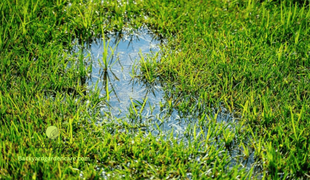 Overwatered Grass