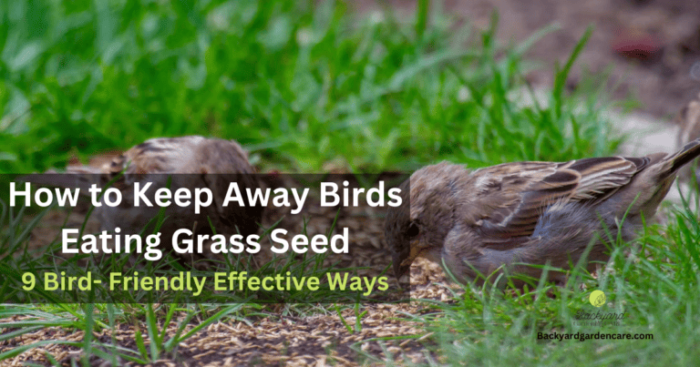 How to Keep Away Birds Eating Grass Seed: 9 Effective Ways