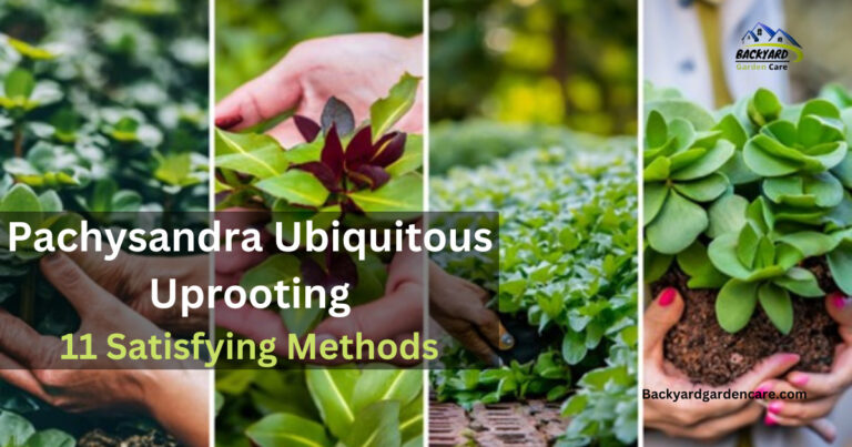 Pachysandra Ubiquitous Uprooting: 11 Satisfying Methods to Vanquish This Pesky Ground Cover for Good