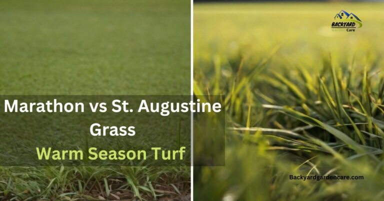 Marathon vs St. Augustine Grass: Comprehensive Guide To Which Warm Season Turf Takes the Endurance Crown